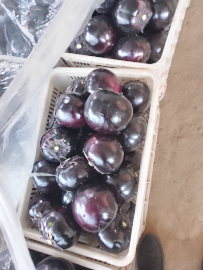 青州市万亩精品紫光圆茄无限量上市中