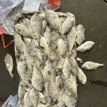 30/80克船冻马面鱼