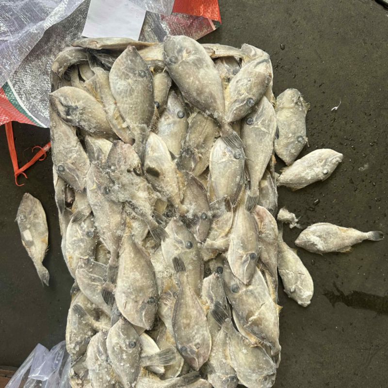30/80克船冻马面鱼