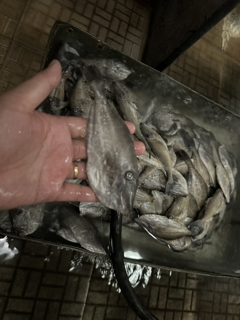 30/80克船冻马面鱼