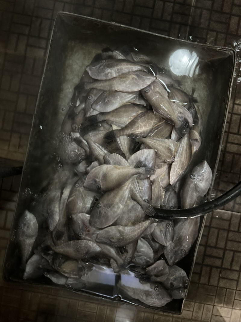 30/80克船冻马面鱼
