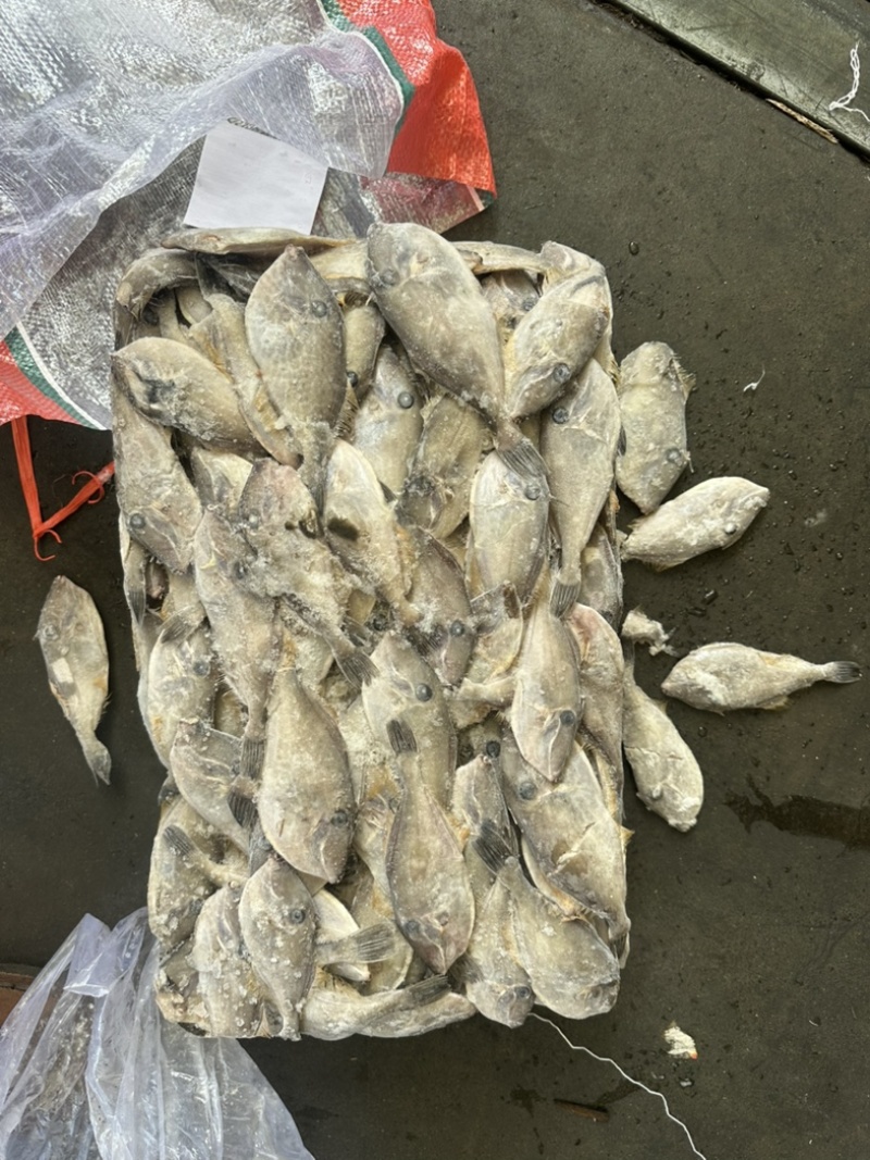 30/80克船冻马面鱼