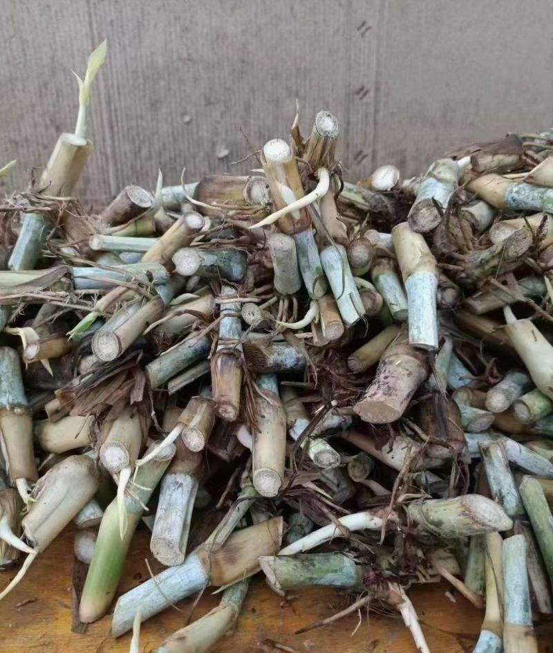 甜象草3号进口耐寒正品青皮四季懒人牛羊专用新鲜
