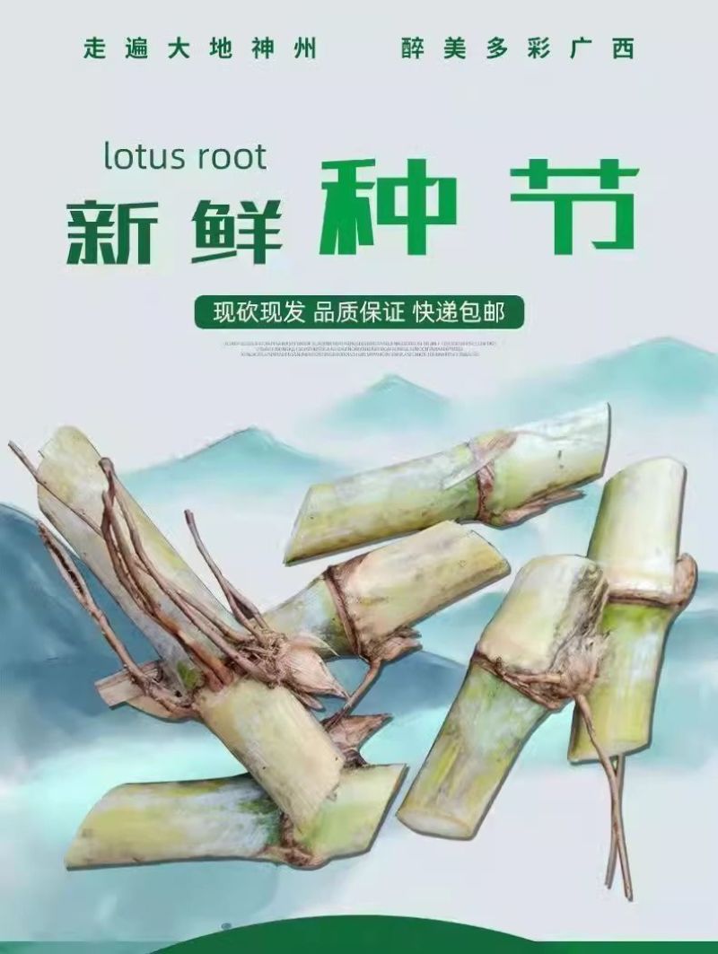 甜象草3号进口耐寒正品青皮四季懒人牛羊专用新鲜