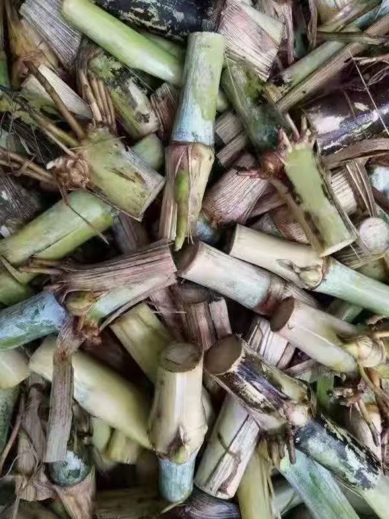 甜象草3号进口耐寒正品青皮四季懒人牛羊专用新鲜