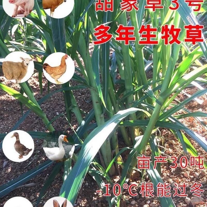甜象草3号进口耐寒正品青皮四季懒人牛羊专用新鲜