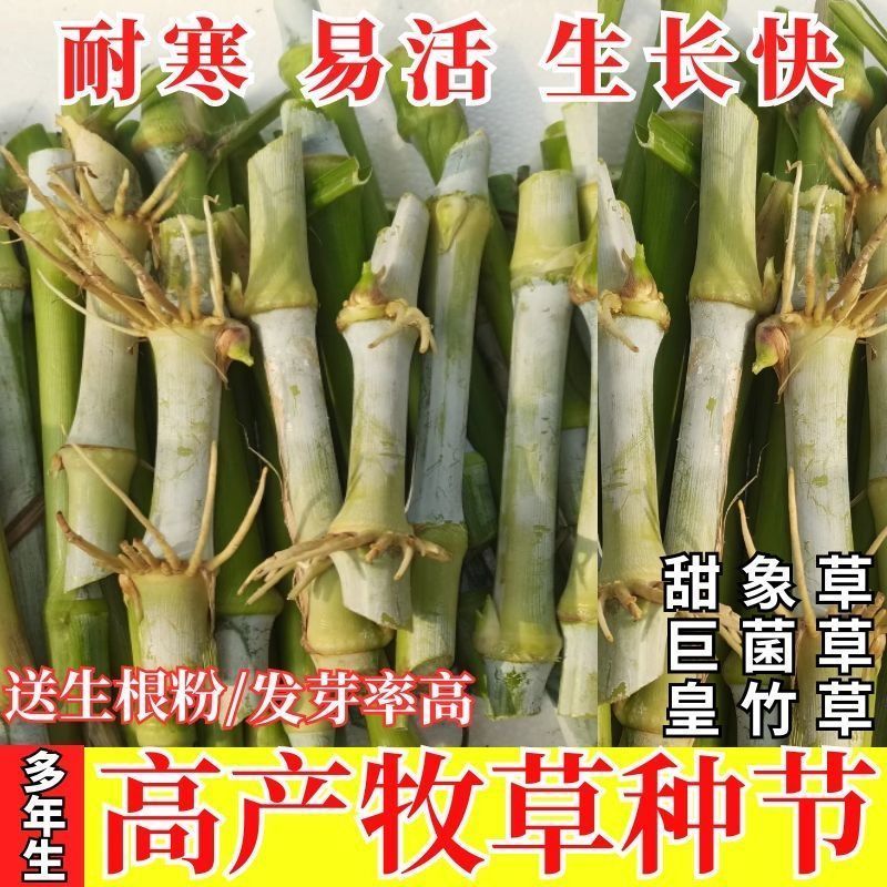甜象草3号进口耐寒正品青皮四季懒人牛羊专用新鲜