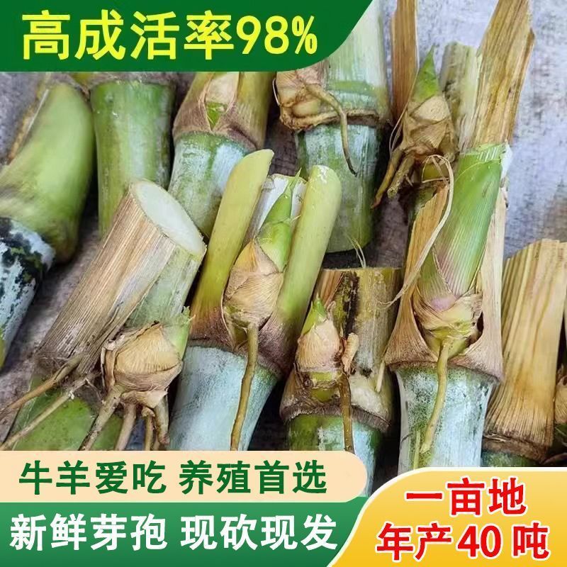 甜象草3号进口耐寒正品青皮四季懒人牛羊专用新鲜