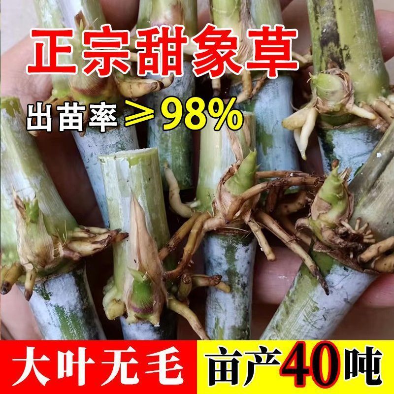 甜象草3号进口耐寒正品青皮四季懒人牛羊专用新鲜