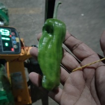 辣椒（芜湖椒螺丝椒圆椒小米椒）