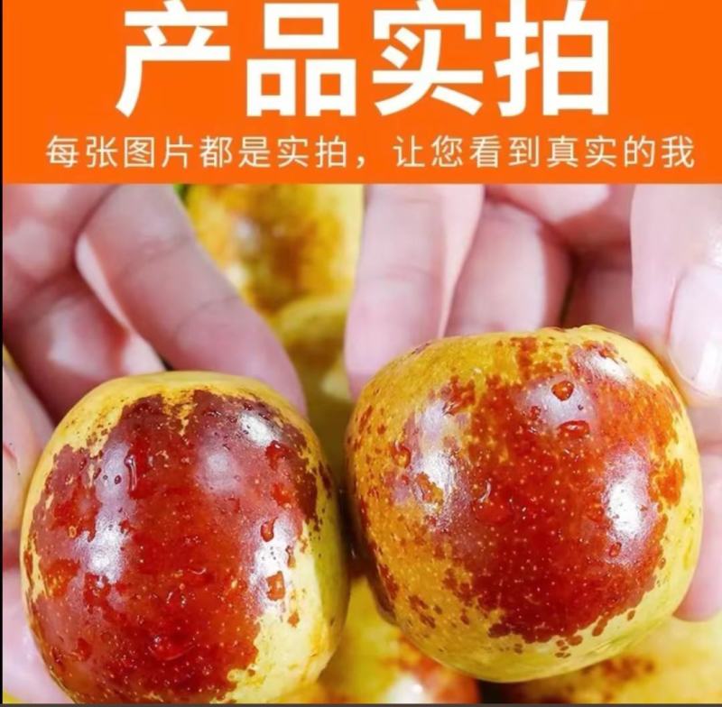 正宗沾化冬枣