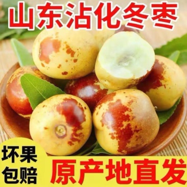 正宗沾化冬枣
