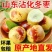 正宗沾化冬枣