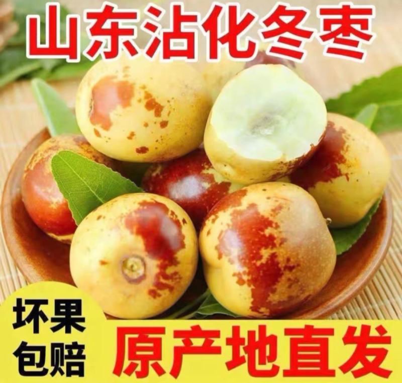 正宗沾化冬枣