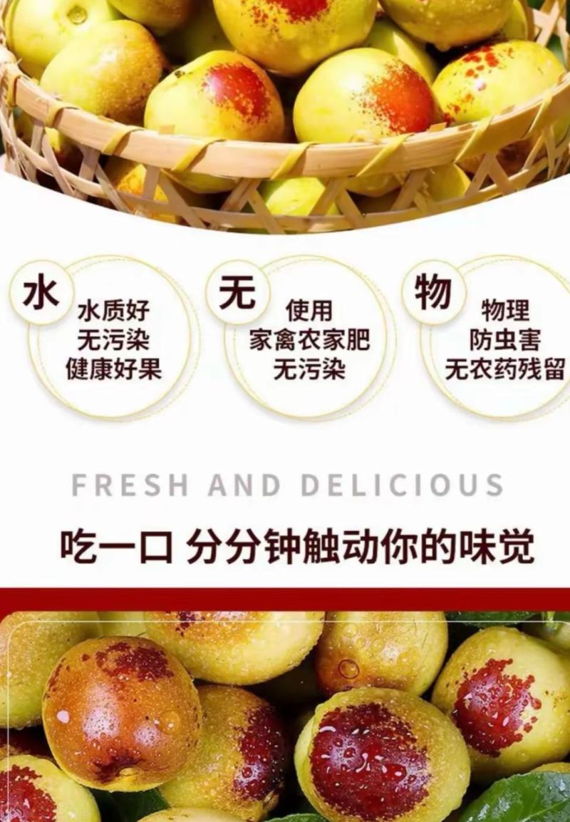 正宗沾化冬枣