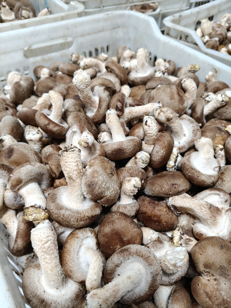 香菇头茬！大量上市，源头工厂直发，品质有保障
