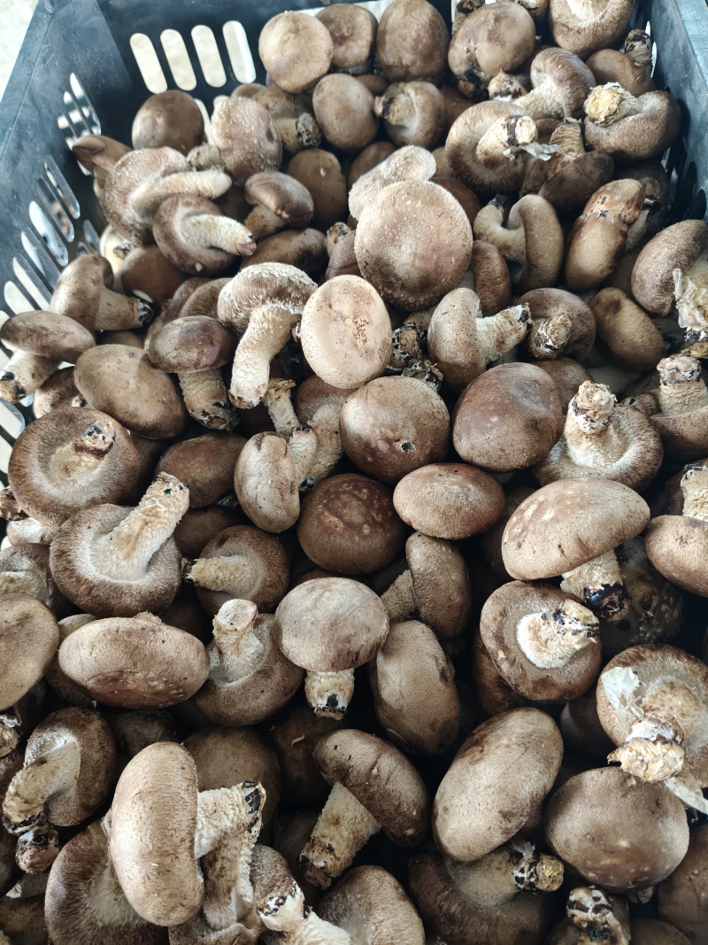 香菇头茬！大量上市，源头工厂直发，品质有保障
