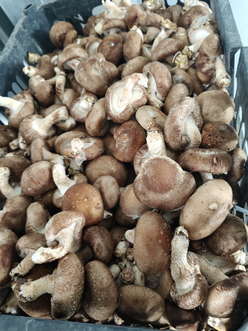 香菇头茬！大量上市，源头工厂直发，品质有保障
