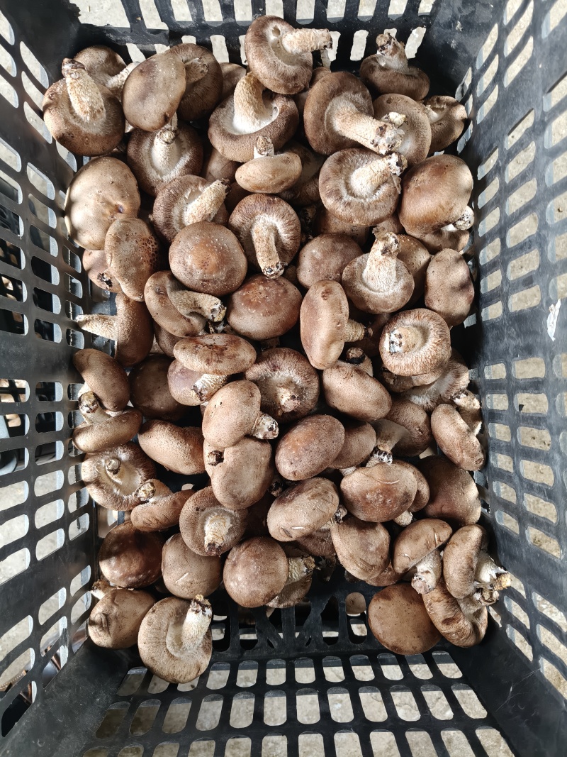 香菇头茬！大量上市，源头工厂直发，品质有保障