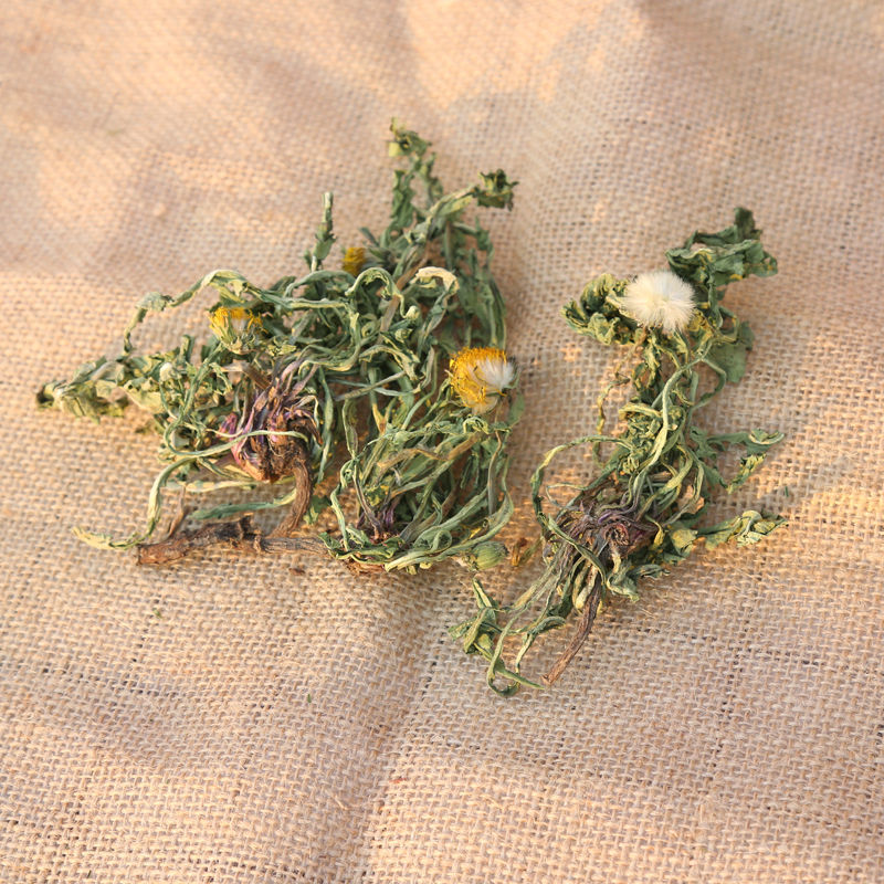野生蒲公英茶带根带花纯干的新货蒲公英蒲公英泡水天然婆婆丁