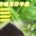 葡萄有机肥葡萄施肥发酵羊粪羊粪有机肥厂家羊粪价格