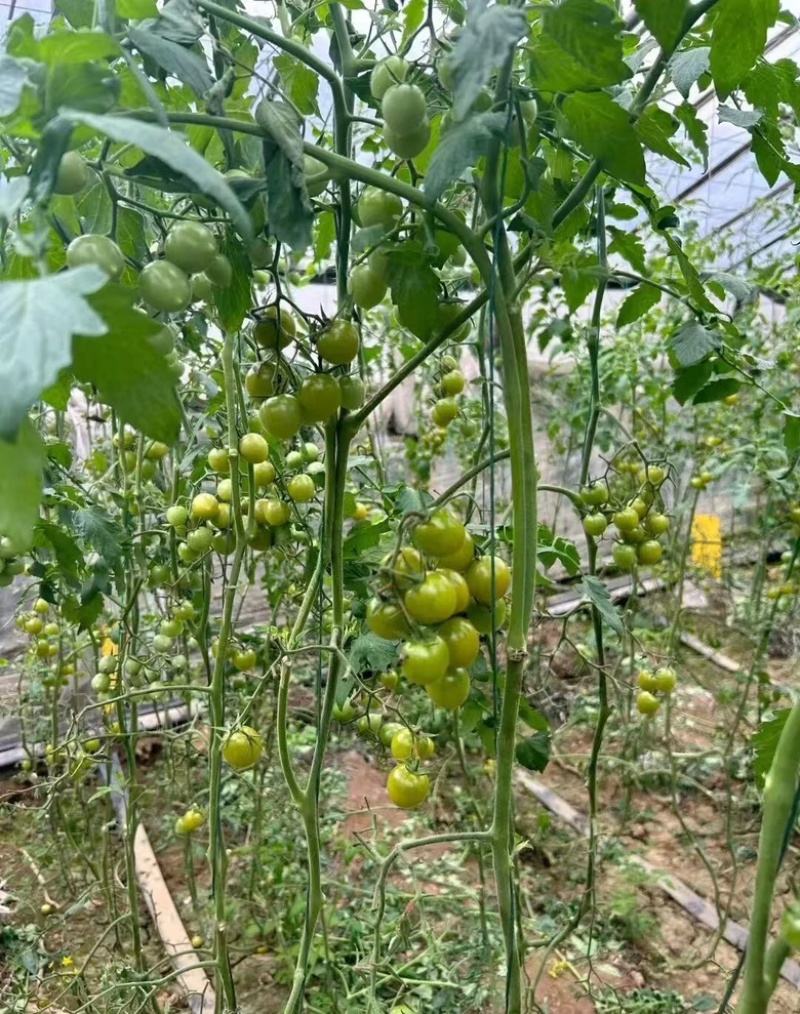 青甜小番茄产地直供高糖圣女果