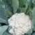 新鲜蔬菜新鲜花菜有机菜花乳白花椰菜