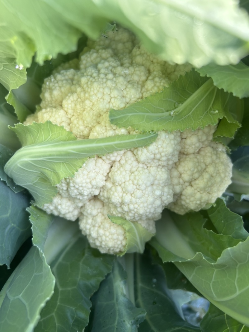 新鲜蔬菜新鲜花菜有机菜花乳白花椰菜