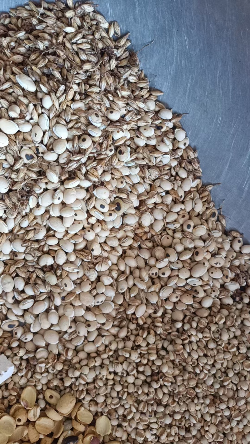 炒赤小豆中药材原料批发无硫炒茯苓炒薏苡仁小粒正宗