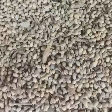 湿黄豆～半干黄豆…烂黄豆…大量现货…适用于种植肥料等