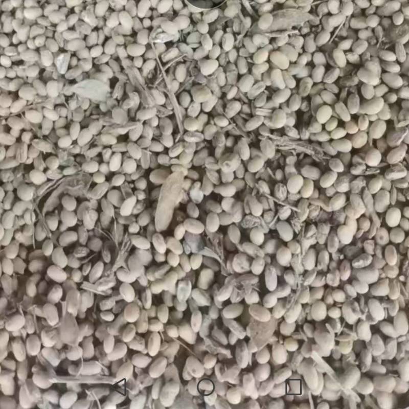 湿黄豆～半干黄豆…烂黄豆…大量现货…适用于种植肥料等