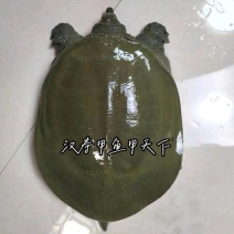 汉寿外塘大湖面老甲鱼批发