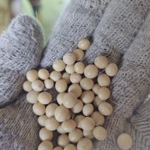 新下来的黄豆，农民自己种的，40个左右蛋白，水分13左右