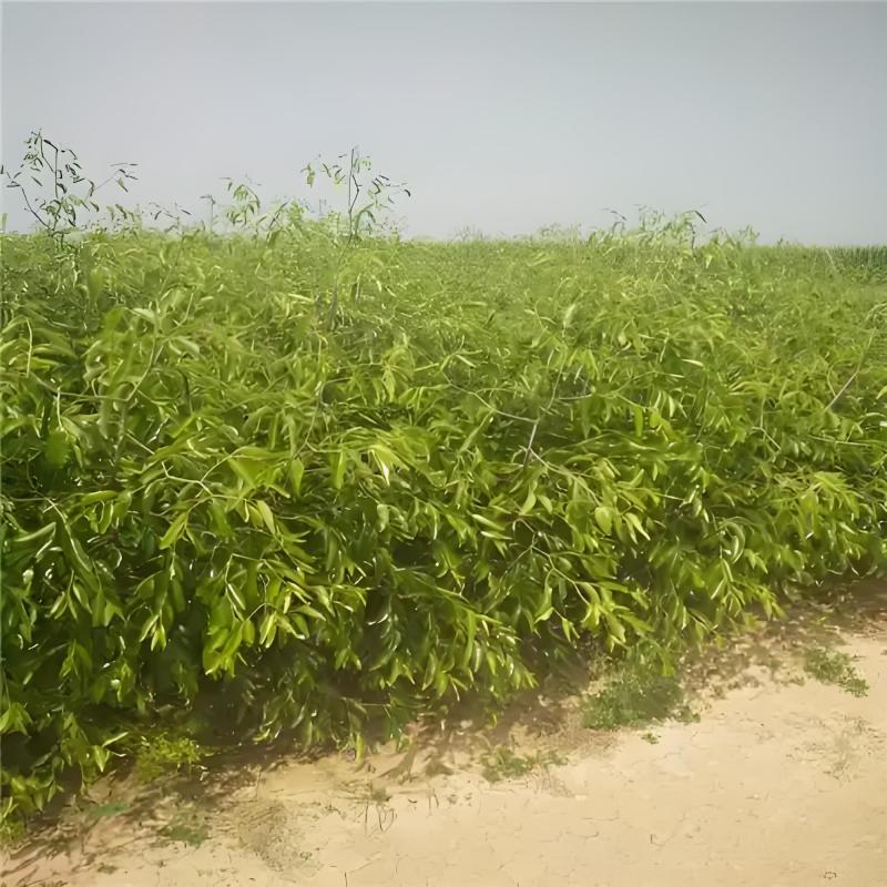 冬枣树苗陕西大荔优质冬枣树苗纯度保证产地直销欢迎订购