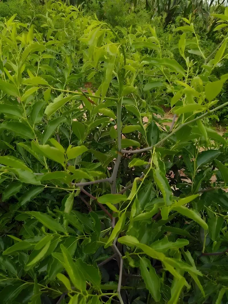 冬枣树苗陕西大荔优质冬枣树苗纯度保证产地直销欢迎订购