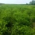 冬枣树苗陕西大荔优质冬枣树苗纯度保证产地直销欢迎订购