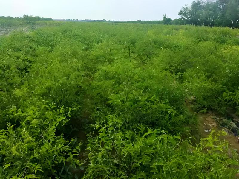 冬枣树苗陕西大荔优质冬枣树苗纯度保证产地直销欢迎订购