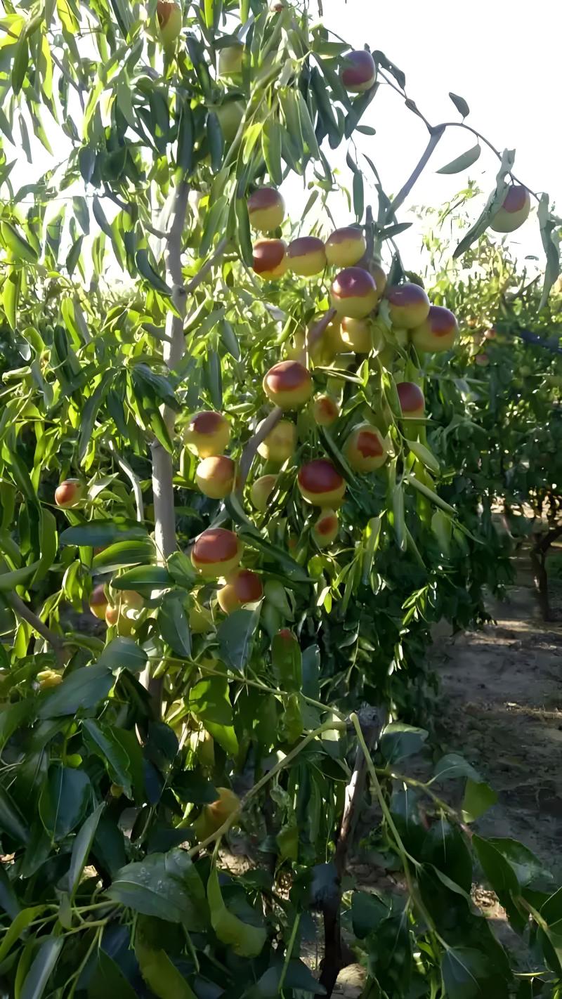 冬枣树苗陕西大荔优质冬枣树苗纯度保证产地直销欢迎订购