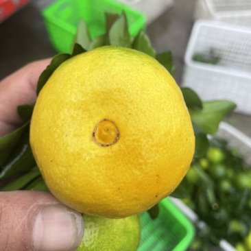 四川资阳特早蜜橘
