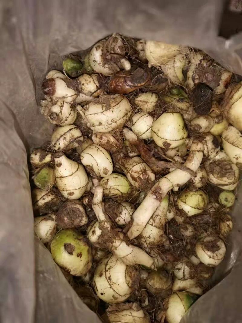 毛慈姑苗货源充足可视频看货全国可发