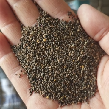 油菜瓣子，碎油菜籽