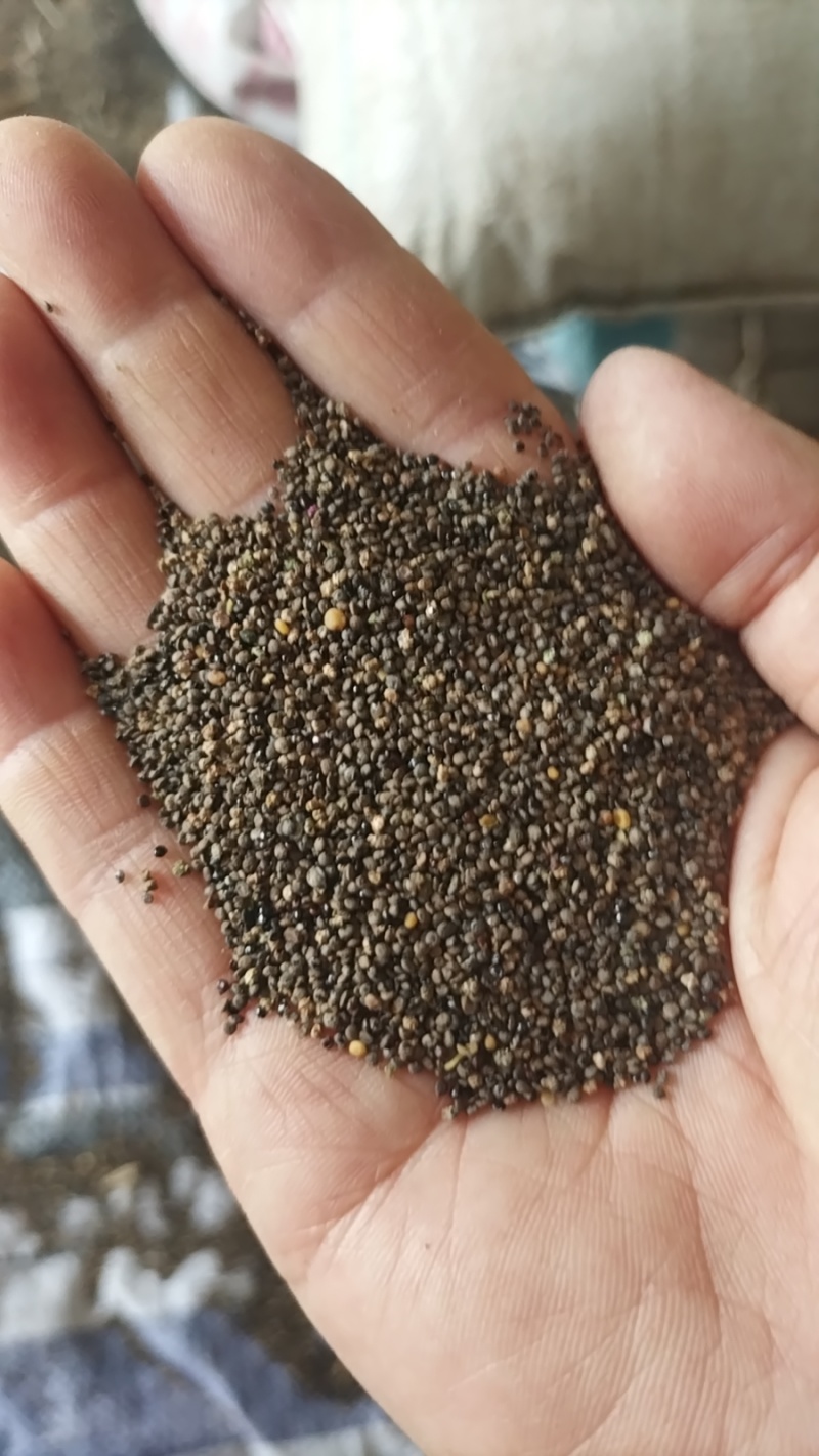 油菜瓣子，碎油菜籽