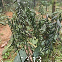 毛慈菇苗