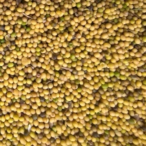 油菜籽