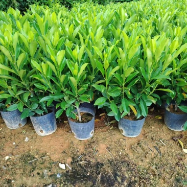 非洲茉莉50至60高度