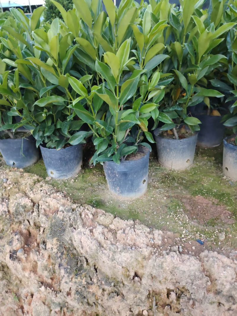 非洲茉莉50至60高度