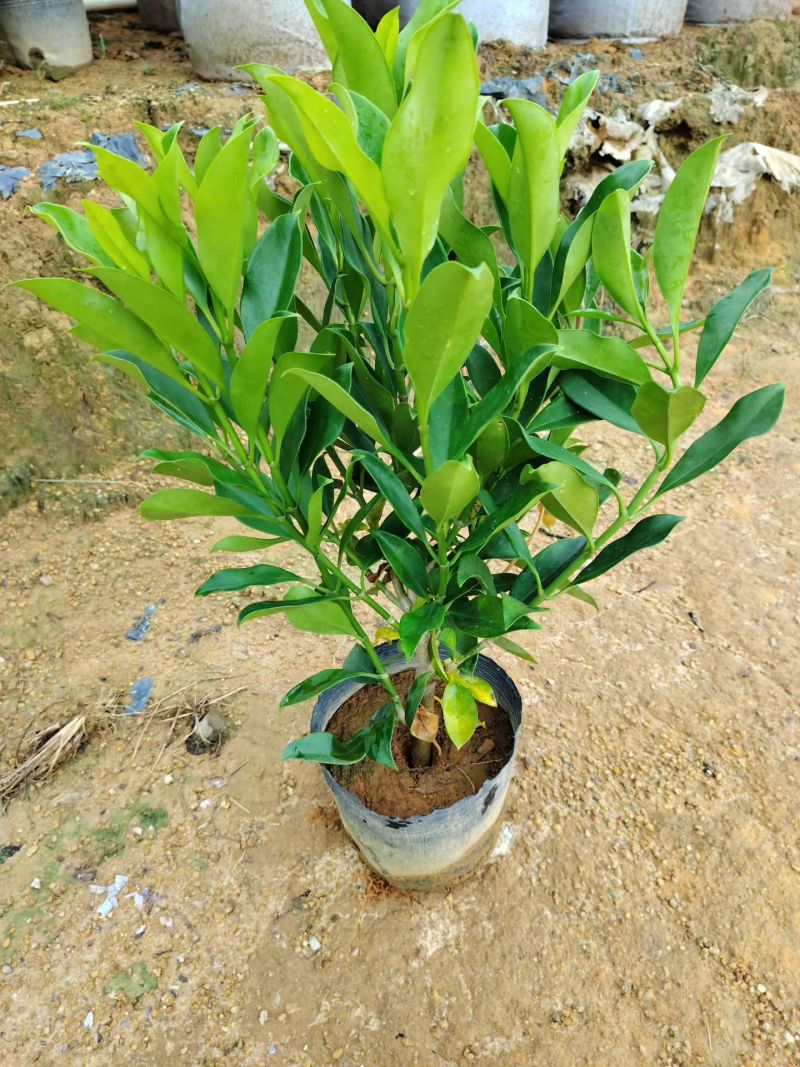 非洲茉莉50至60高度
