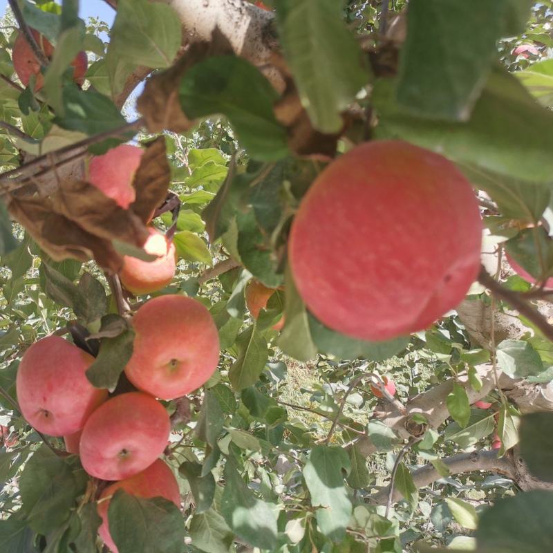 阿克苏苹果