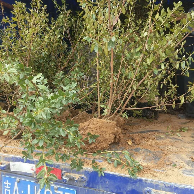 映山红杜鹃黄杜鹃