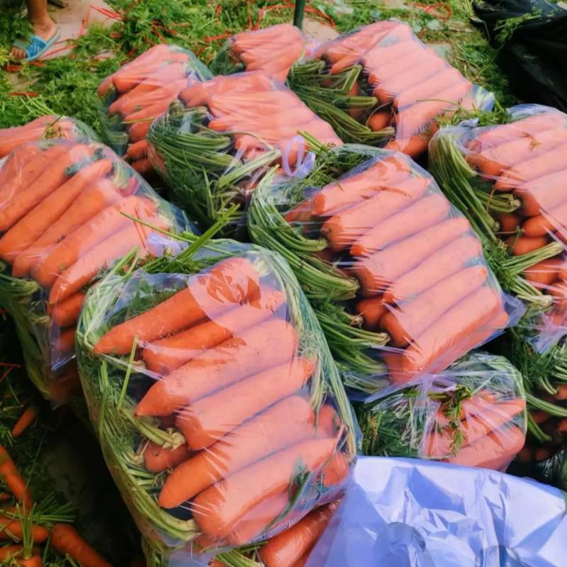 半苗红萝卜北京包货源充足精品质量需要联系